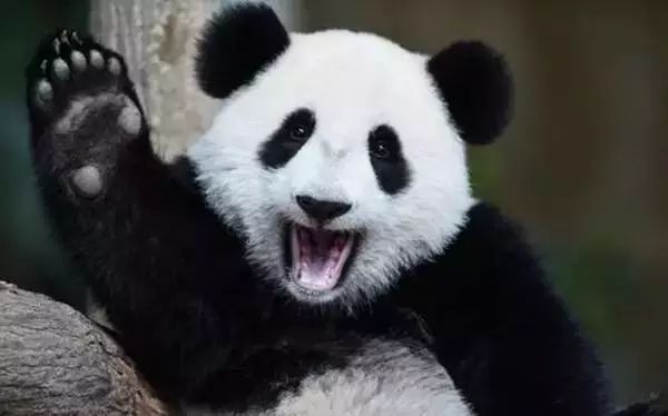 大熊猫便便做成纸巾啦!要不要买一包来擦擦嘴?