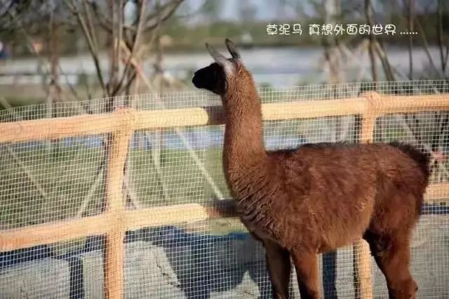 山东首个生态野生动物园年底齐河开建2019年开园