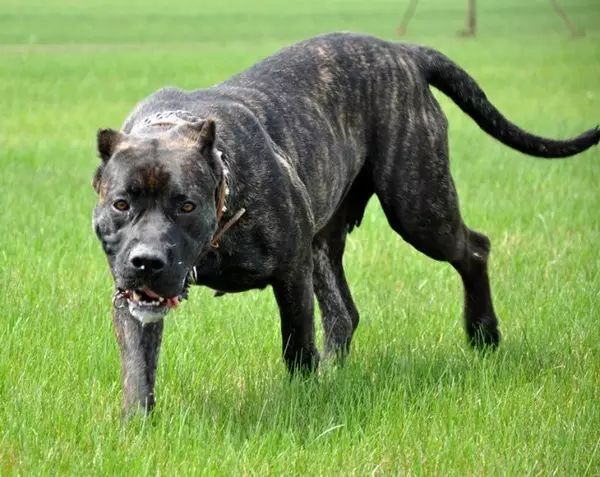 世上10大最凶猛犬,藏獒才排第六!排名第一的连主人都咬死过!