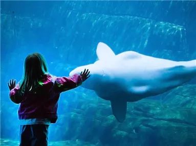 温哥华水族馆要逆天了！圣诞老人马上要来游泳，这奇观你敢来看吗？