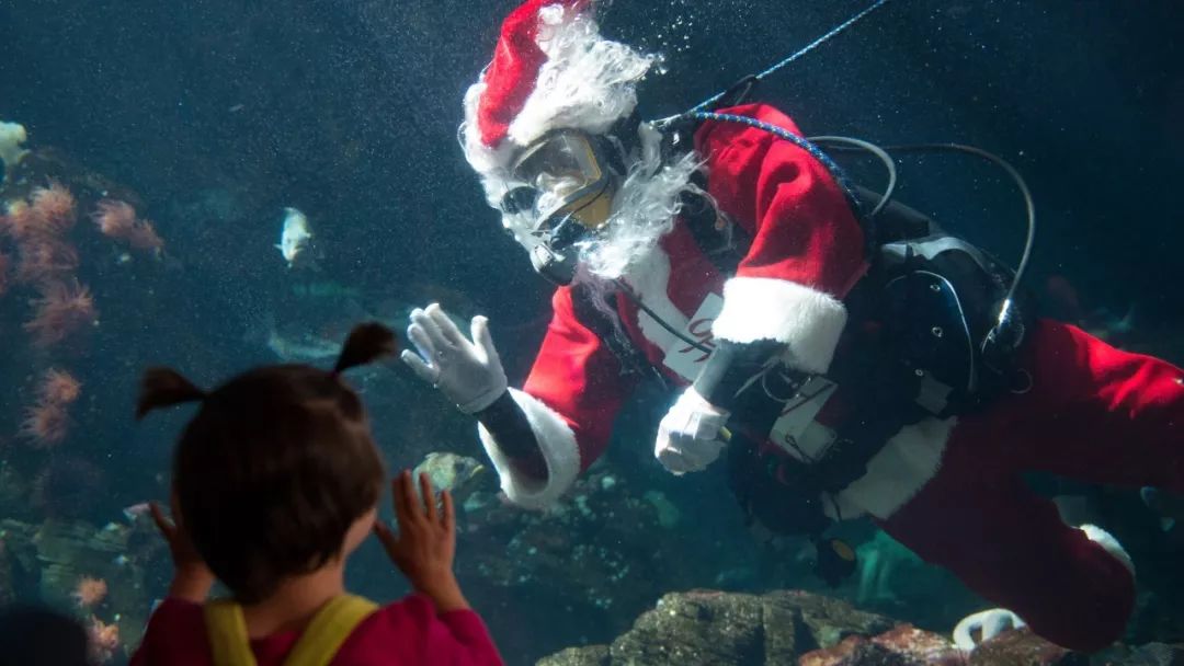 温哥华水族馆要逆天了！圣诞老人马上要来游泳，这奇观你敢来看吗？