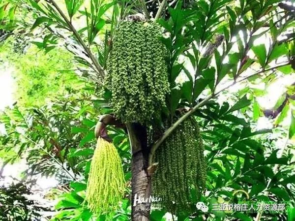 鱼尾葵
