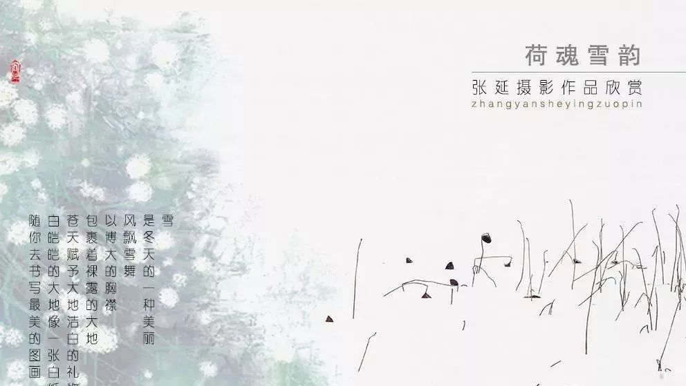 荷魂雪韵 | 张延摄影作品欣赏