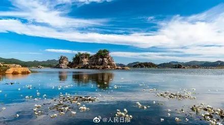 海菜花_都安海菜花几月开花_春菜花春菜花 影音先锋