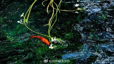 春菜花春菜花 影音先锋_海菜花_都安海菜花几月开花