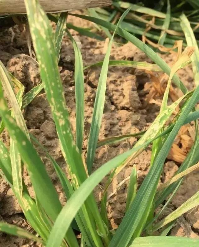 药害多与施药者不规范操作有关,广大农民朋友应积极学习小麦田除草剂