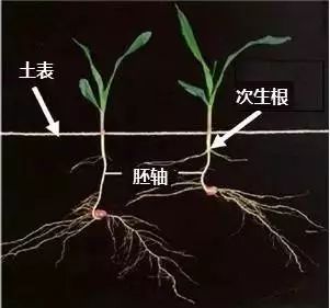 玉米幼苗期植株形态