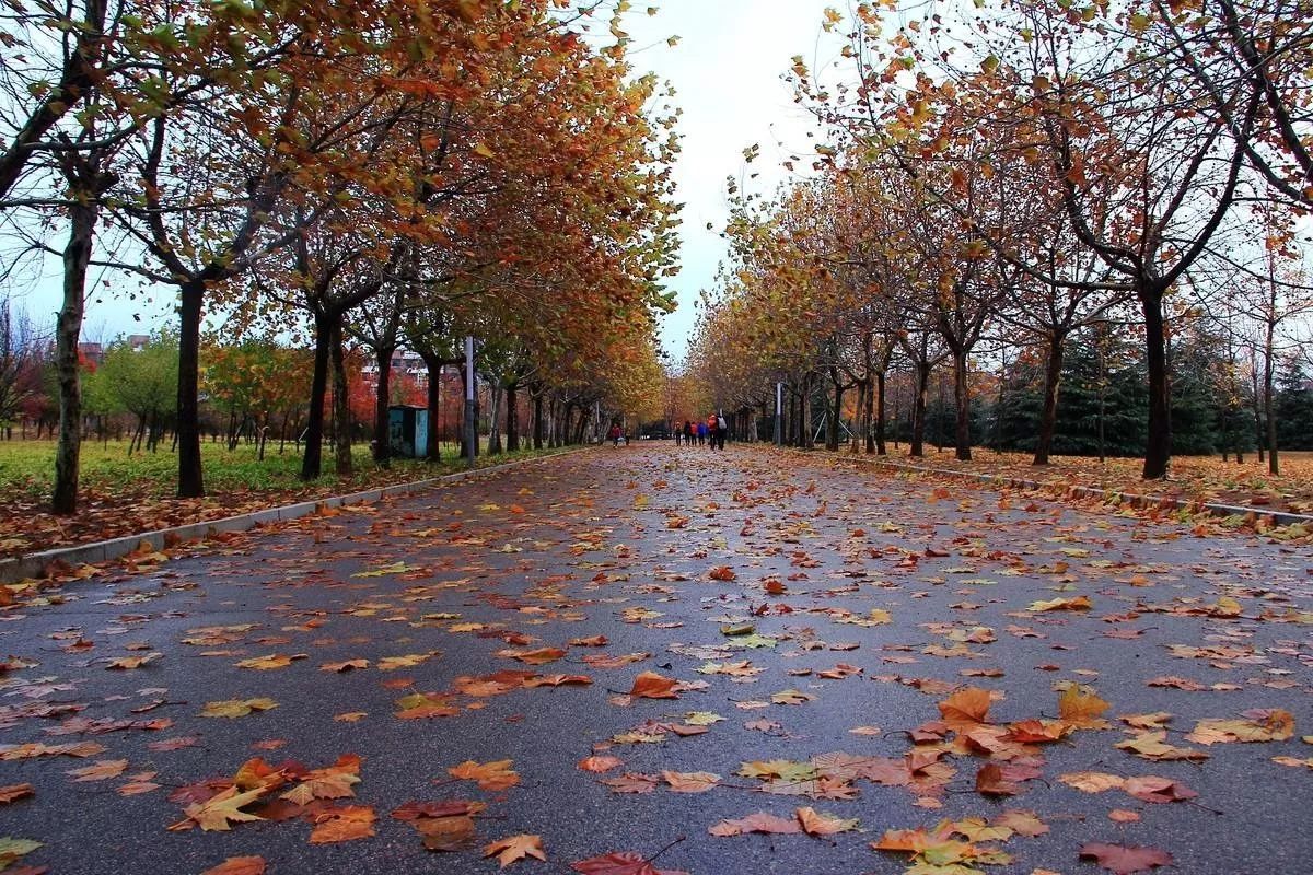 《风雨之后》