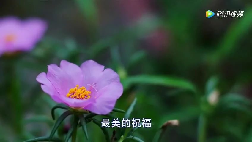 收录于合集⭐大年初八，最美祝福!《健康是福》