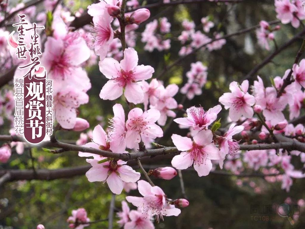 赏桃花送福利—魏县首届桃花文化旅游节给你别样的踏春惊喜