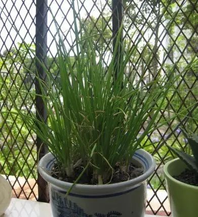 家里种上这7种盆栽蔬菜,一年不用买配料,可以不断再生