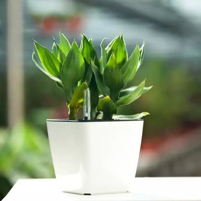 是否适宜水培植物的生长习性