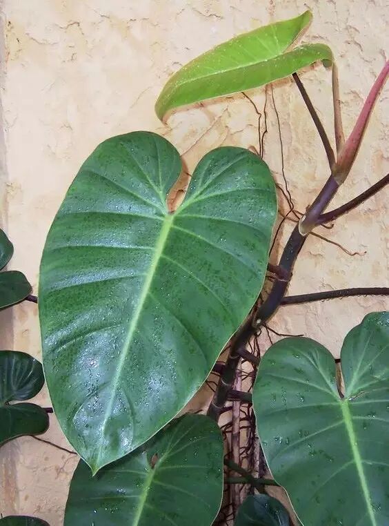 花友的绿萝叶子长得比荷叶还大,怎样养出来的?