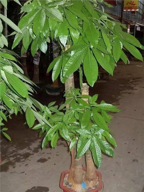 发财树也是室内常年的绿植,它非常耐旱,养护特别要注意少浇水,冬春