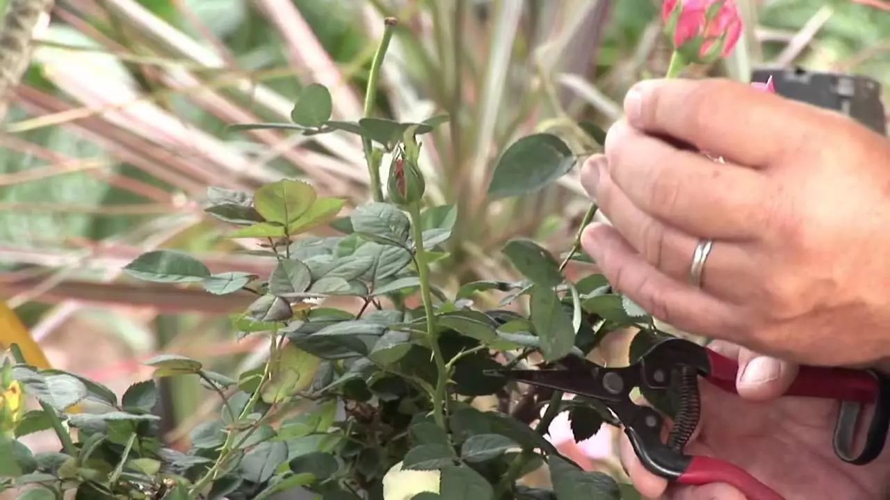 月季应该如何修剪,这样修剪才能让花朵越开越大?