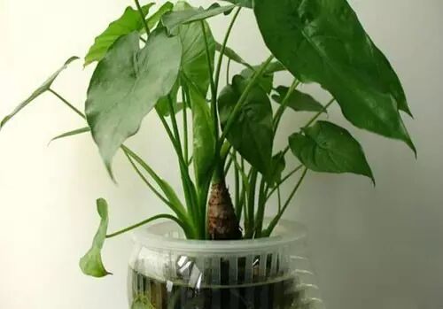 盆栽植物为什么频繁叶黄 养花的7个误区