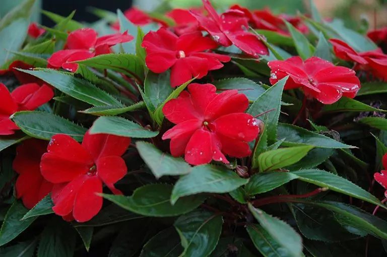 4,凤仙花