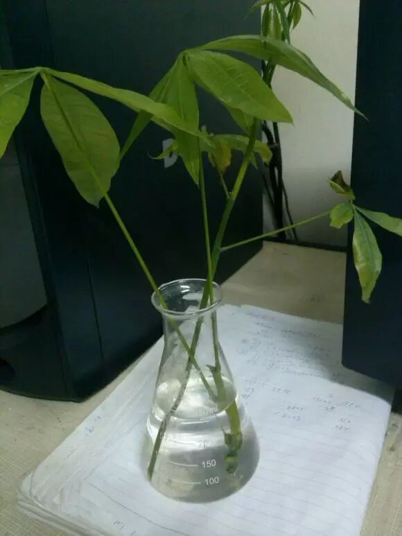 发财树的枝条扦插繁殖方法,剪一段就行了