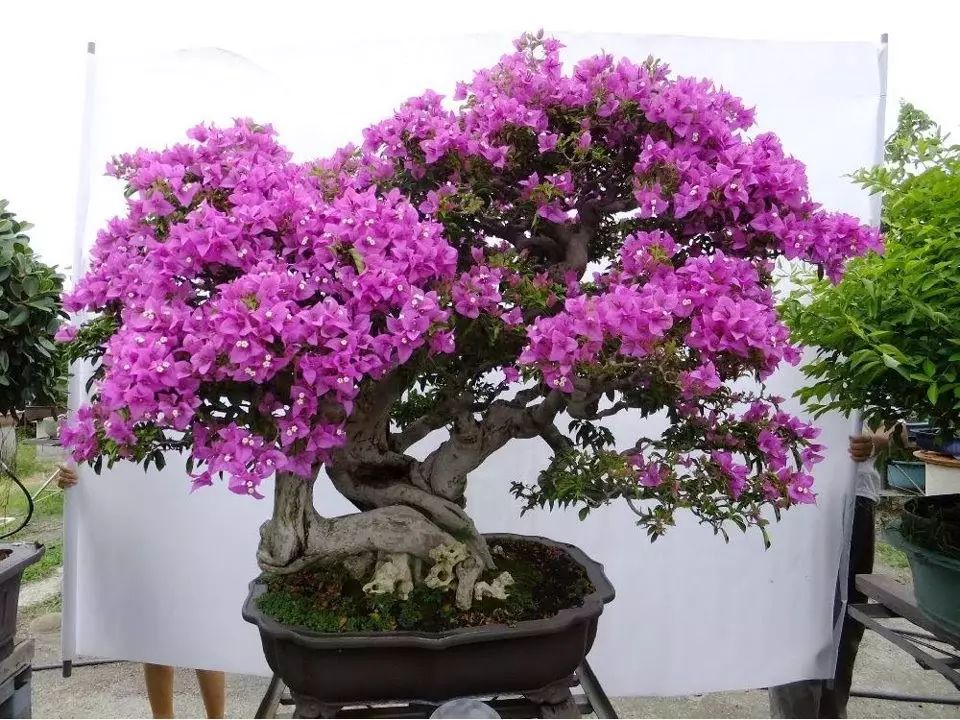 三角梅很适合制作成盆景,很容易塑造各种形态,有不同的品种可以嫁接