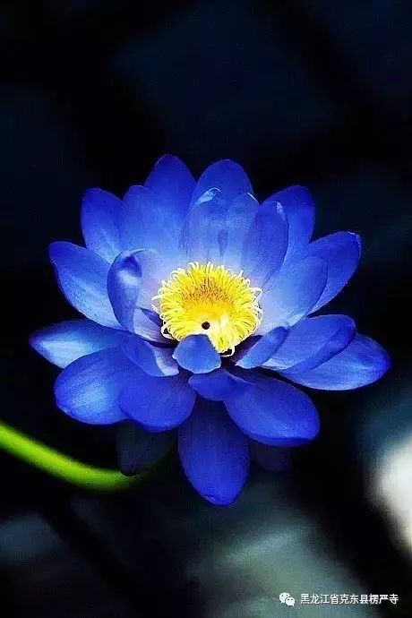 莲花与佛教的关系十分密切,可以说