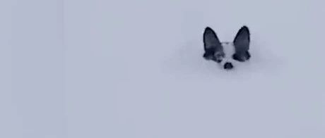 北方雪地里的狗子太难了！雪太厚它只能“游”…