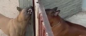 泰国两只狗狗隔着栅栏疯吵，而栅栏打开后…