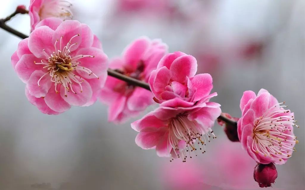 梅花是中华民族之魂,中华民国时期被尊为国花,理所当然.