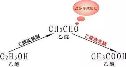 喝酒一杯就倒多扫兴，如何才能做到千杯不醉？