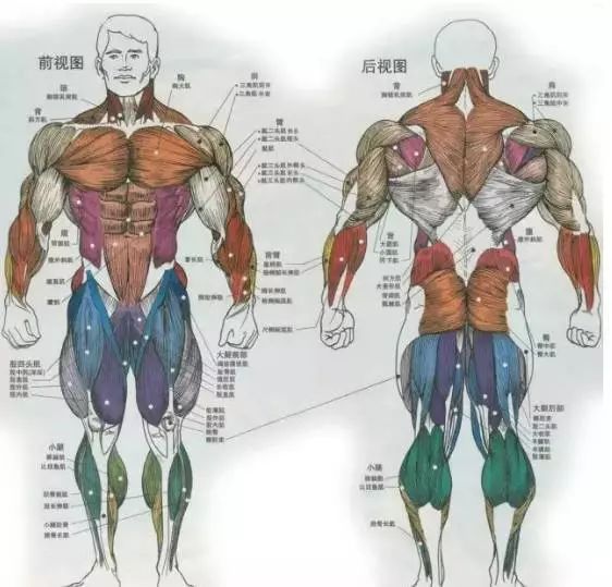 2,引起内侧缘关联痛——菱形肌,上后踞肌,肩胛提肌,中斜方肌,斜角肌
