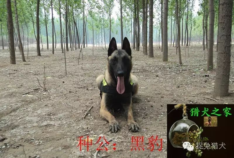 马犬价格马犬训练教程