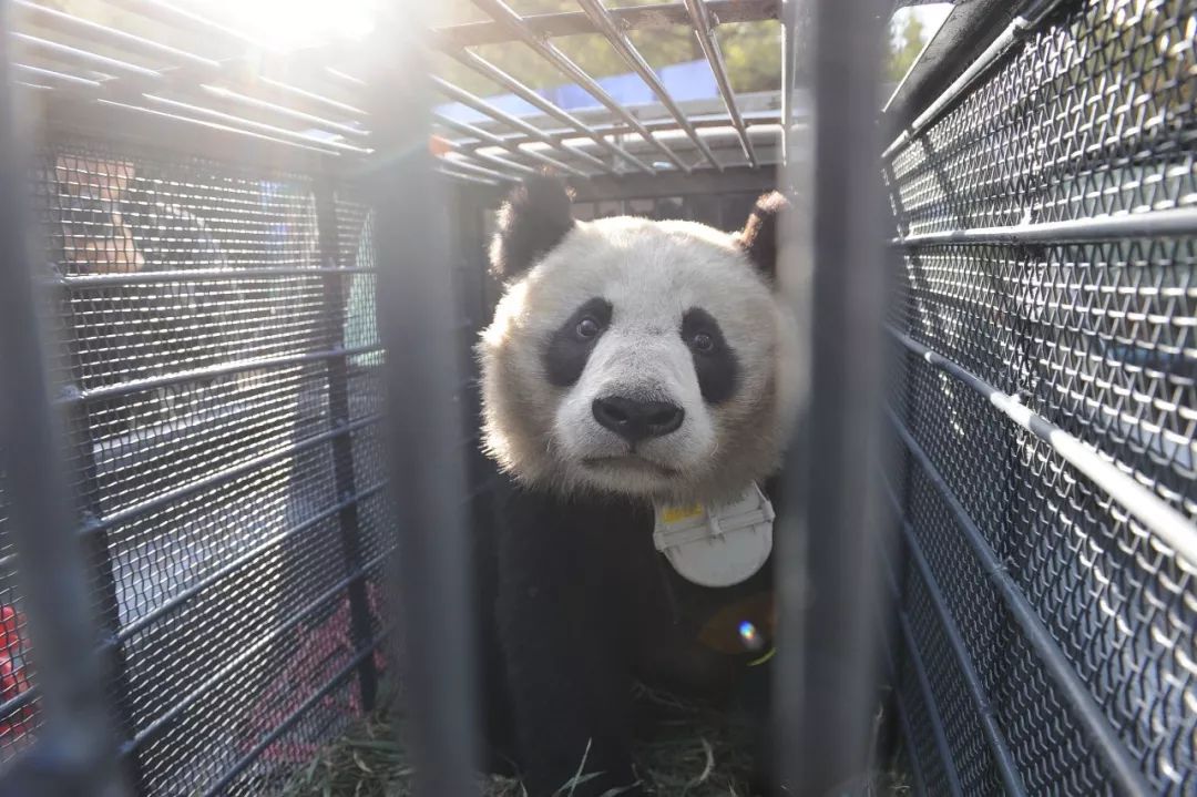 大熊猫属于什么科动物_疼痛科属于什么科_猩猩属于什么科动物