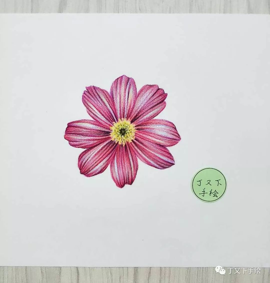 彩铅基础教程 ‖ 《小菊花》,如何画花瓣上的纹路,如何把花朵画得像真