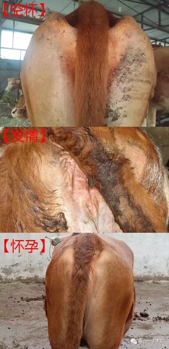 一张图告诉你:怎么判断母牛是否怀孕?【原创】