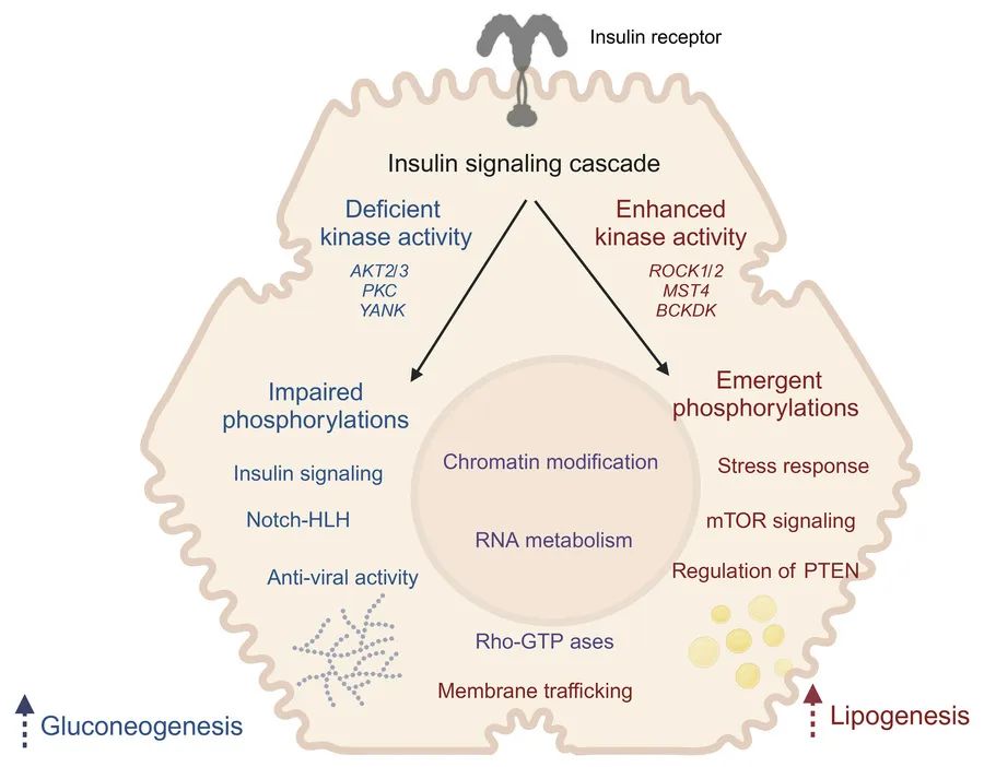 graphical abstract