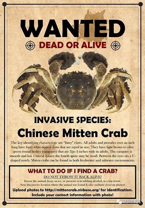 告示上的chinese mitten crab,大名中华绒螯蟹,通俗来说,就是我们华人