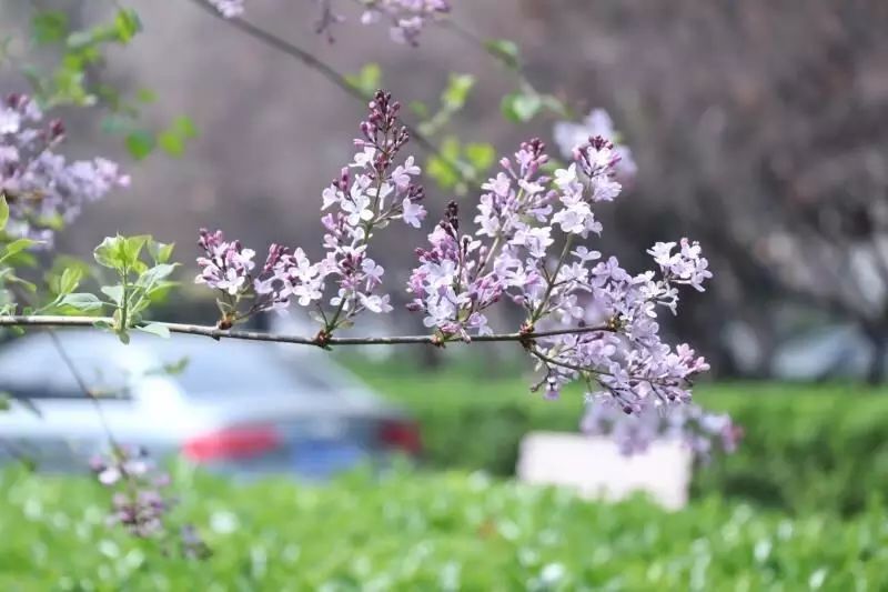 丁香花丁香园投稿图片