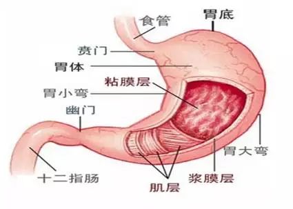 胃部由上至下可主要分为贲门,胃底,胃体和幽门.