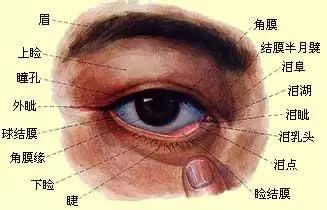 眼皮跳学名是 "眼睑震颤",是控制眼睑肌肉的神经不正常兴奋,引起部分