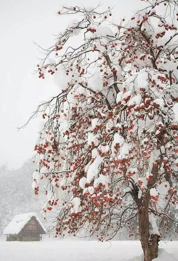 青丝成雪,西山布衣,蓝蓝天 1,题图雪柿 文/河北沧州小丹 远观一树挂