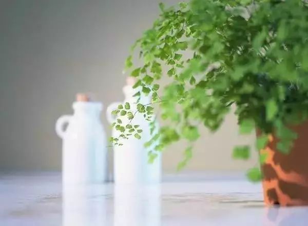 黑茶晚间分享：做人的最高境界：装傻