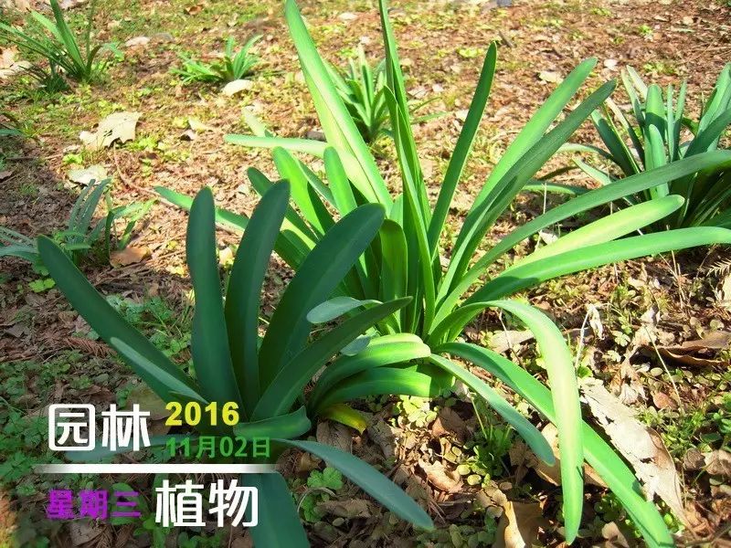 图6.石蒜植株