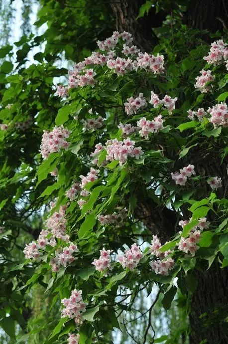 【520种常见园林花卉树木(第66期)】
