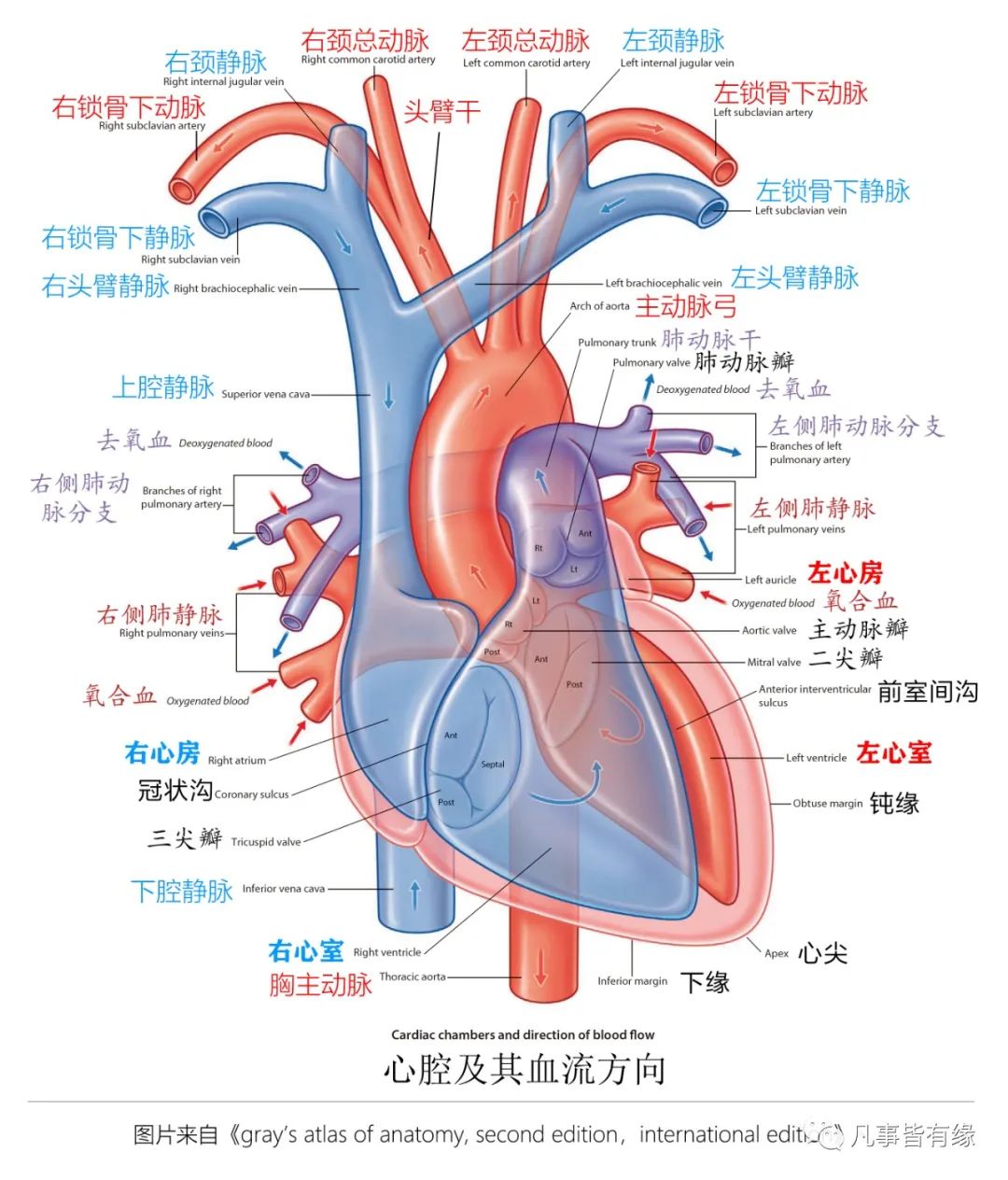 图文并茂肺部解剖最全解析