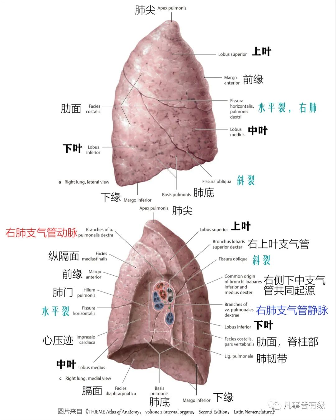 从腋中线上的斜裂开始,水平向前延伸至肺前缘,将右肺分成上方的上叶和