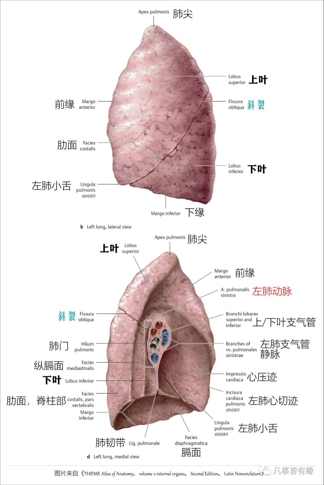 (一),叶间裂与肺的分叶一,要很好的理解和记忆胸部的断层解剖,对肺的