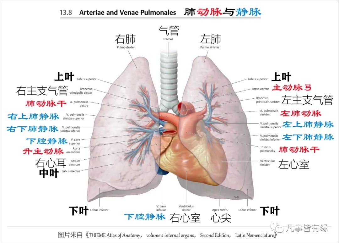 3,肺的淋巴引流二,在裂解肺叶肺段,支气管树,心肺血管空间结构关系