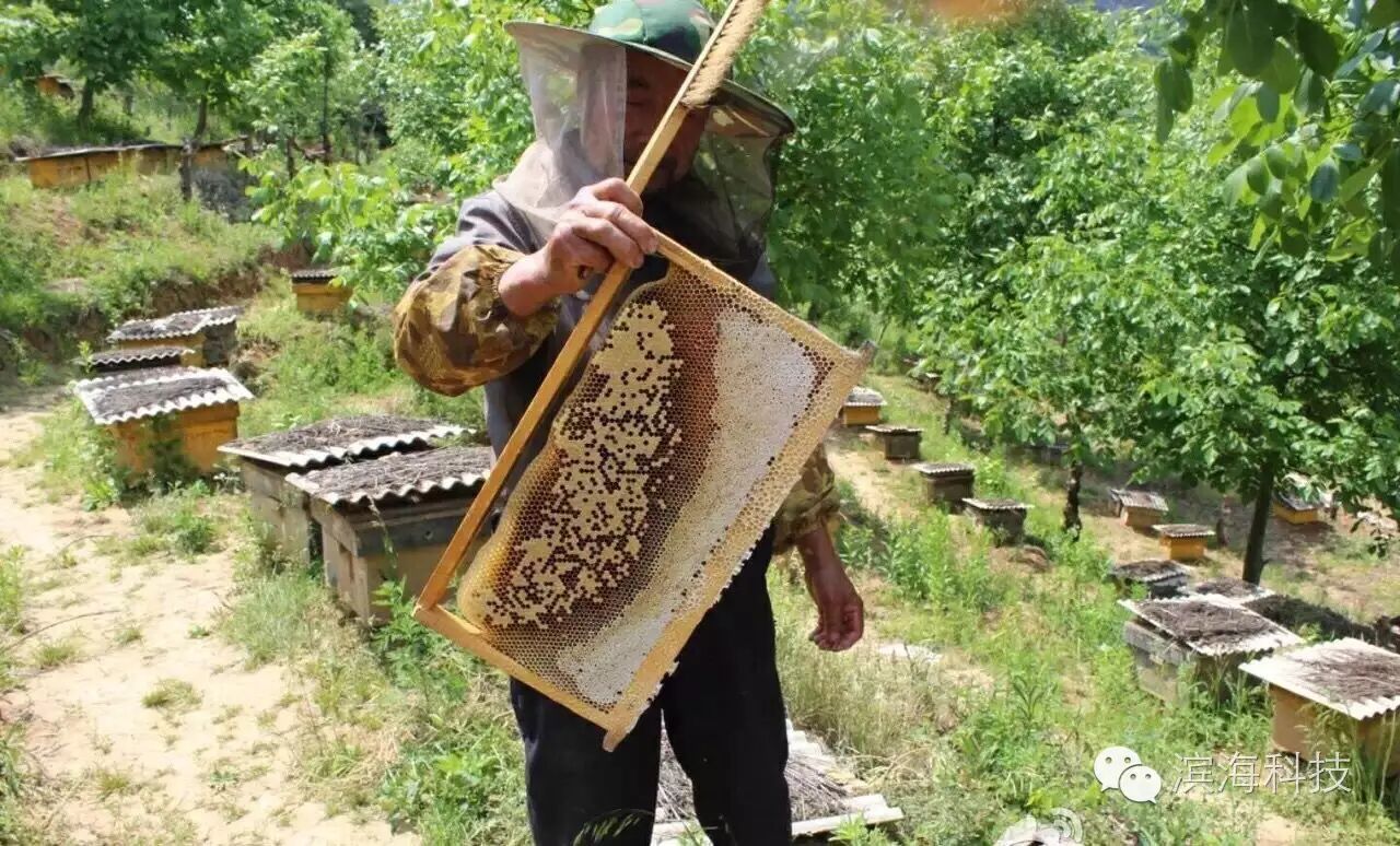 宁陕县滨海科技扶贫助农秦岭高山百花土蜂蜜火热畅销中