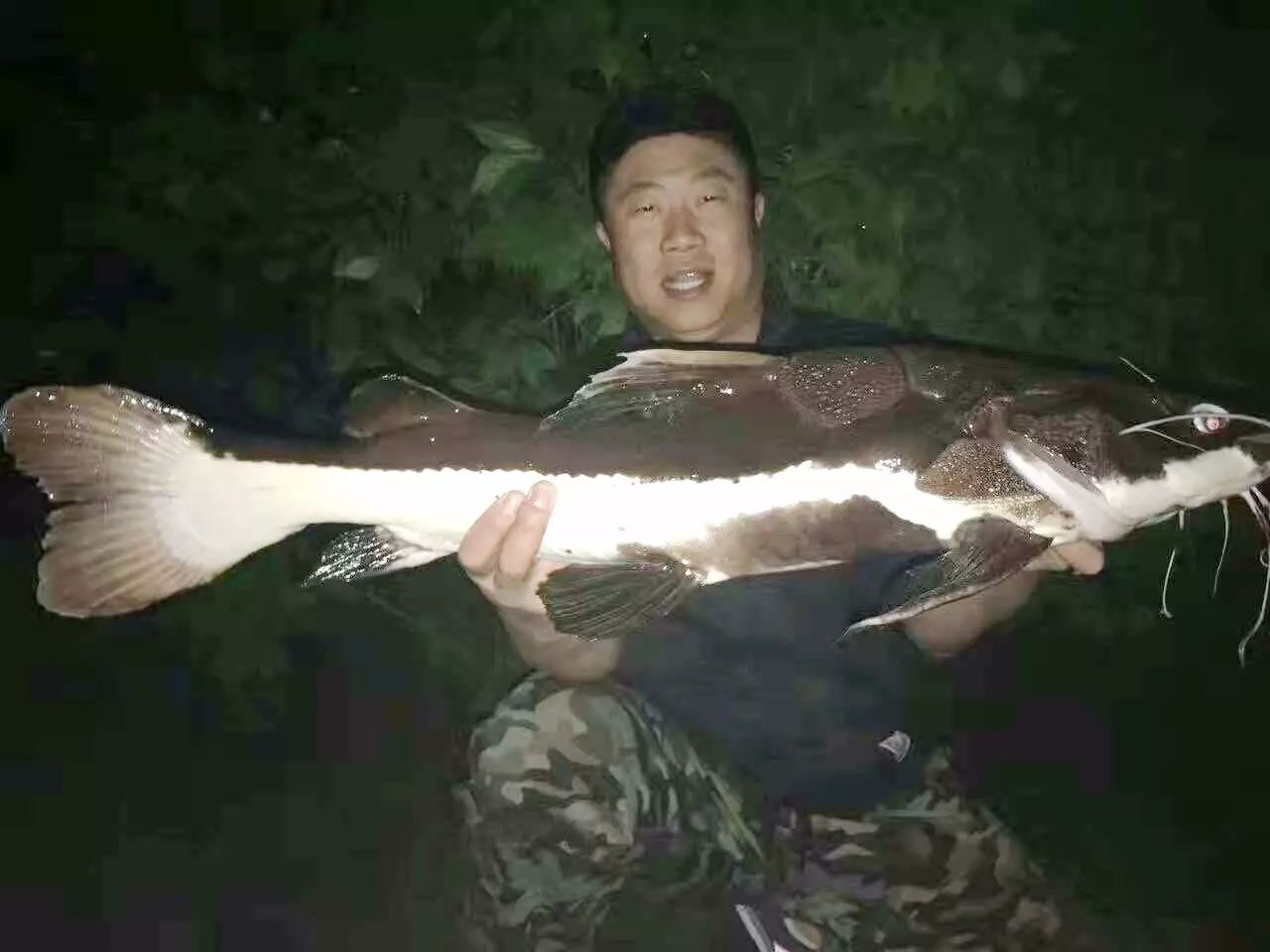 沈阳钓友丁香湖钓获大型红尾鲶鱼!这是严重的入侵物种