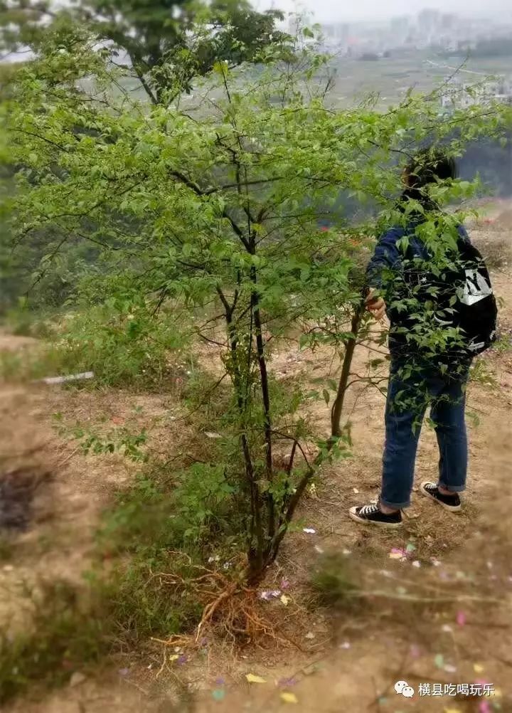 横县人拜山有挖到这种木根某?叫做"清明木糨?