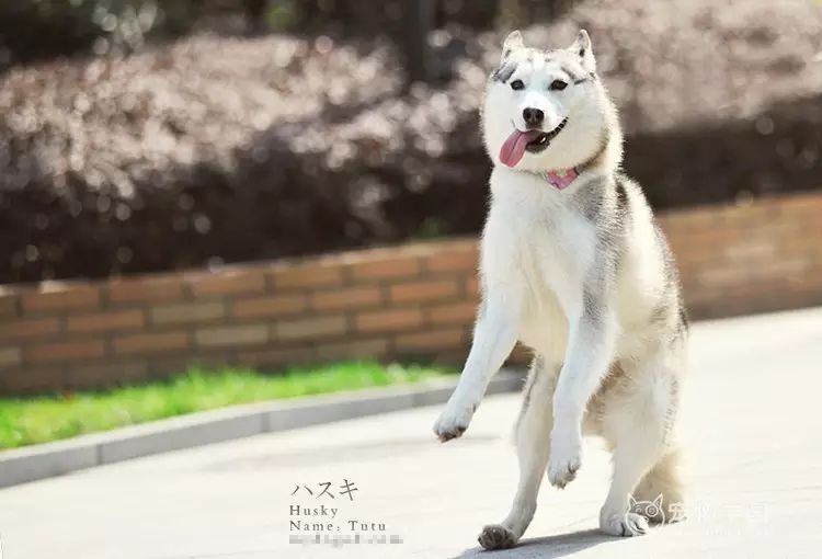 跟主人一起久了,二哈也开始两只脚走路了